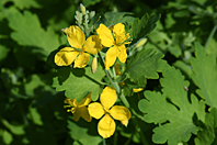 Chelidonium majus